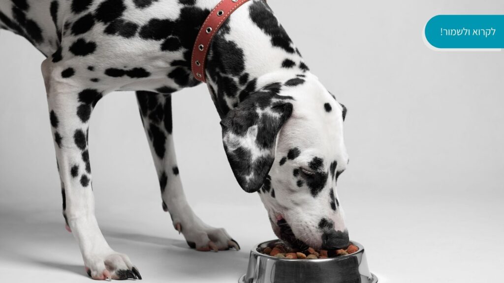 כלב דלמטי אוכל
